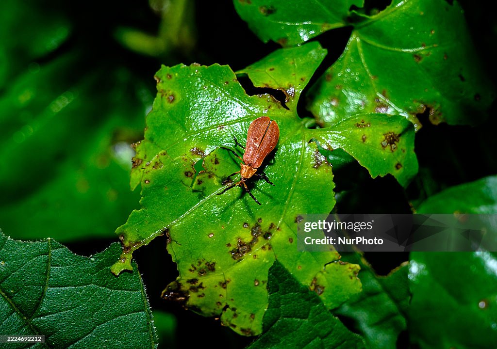 Lycil Insect Lycid beetles, also known as net-winged beetles , are seen flapping ...
