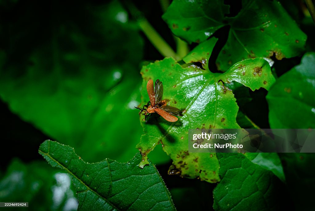 Lycil Insect Lycid beetles, also known as net-winged beetles , are seen flapping ...