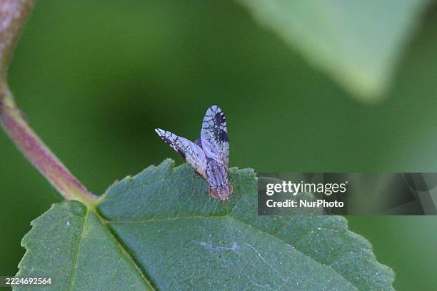 Fruit fly is on a leaf in Markham, Ontario, Canada, on July 3, 2025.