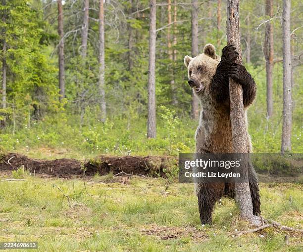 un oso pardo euroasiático, ursus arctos arctos, de pie sobre sus patas traseras con las patas delanteras alrededor del tronco de un árbol: finlandia - oso fotografías e imágenes de stock