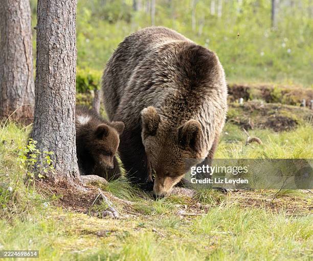 ours brun eurasien, ursus arctos arctos, avec un petit de 3-4 mois : finlande. - jeune animal photos et images de collection