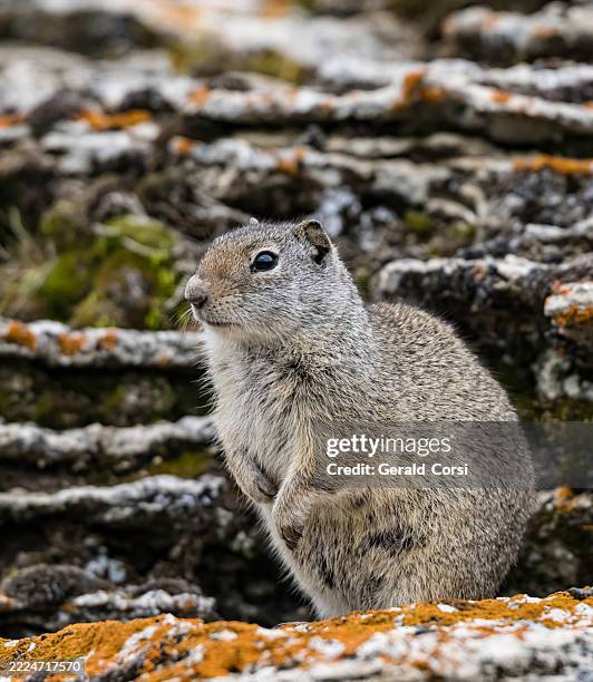 the uinta ground squirrel (urocitellus armatus), commonly called a "chisler" and potgut in northern utah is a species of rodent native to the western united states. yellowstone national park, wyoming, - armatus stock pictures, royalty-free photos & images