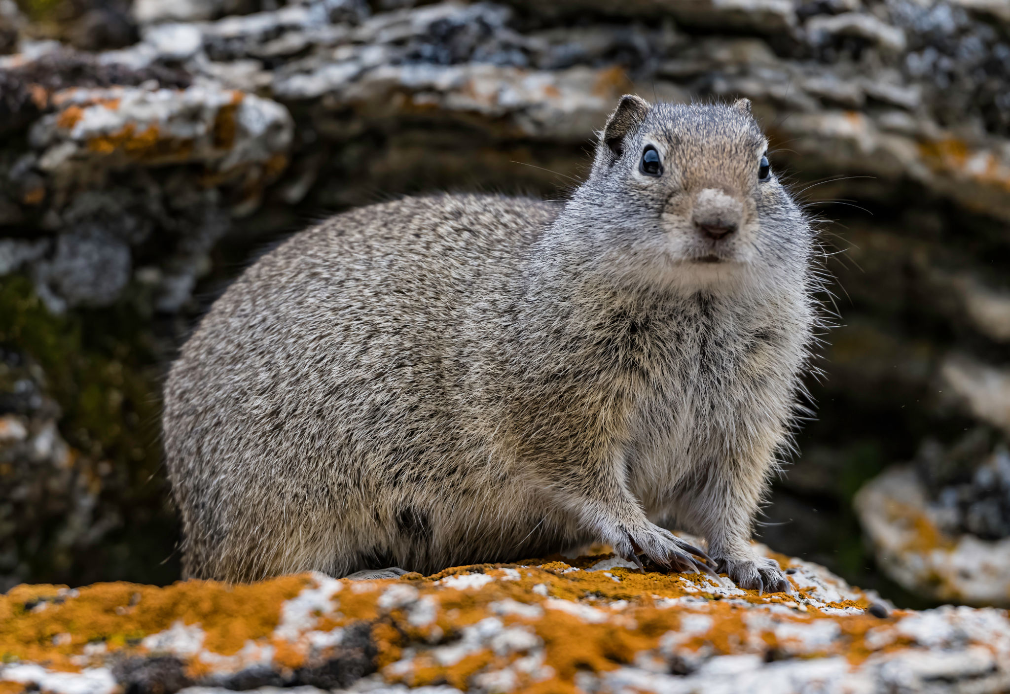 animals in habitat