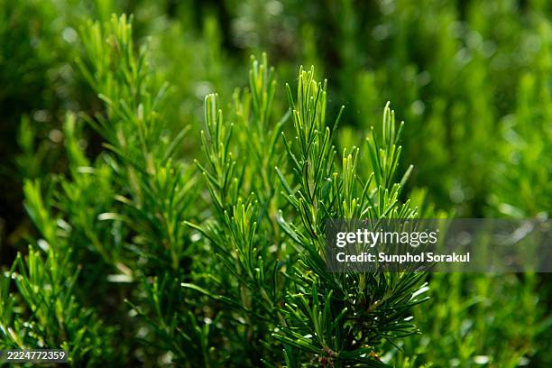 close up of rosemary plant tip with needle-like green leaves, showing fine texture and vibrant colour. - romero fotografías e imágenes de stock