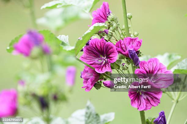 malva sylvestris - mallow stock pictures, royalty-free photos & images