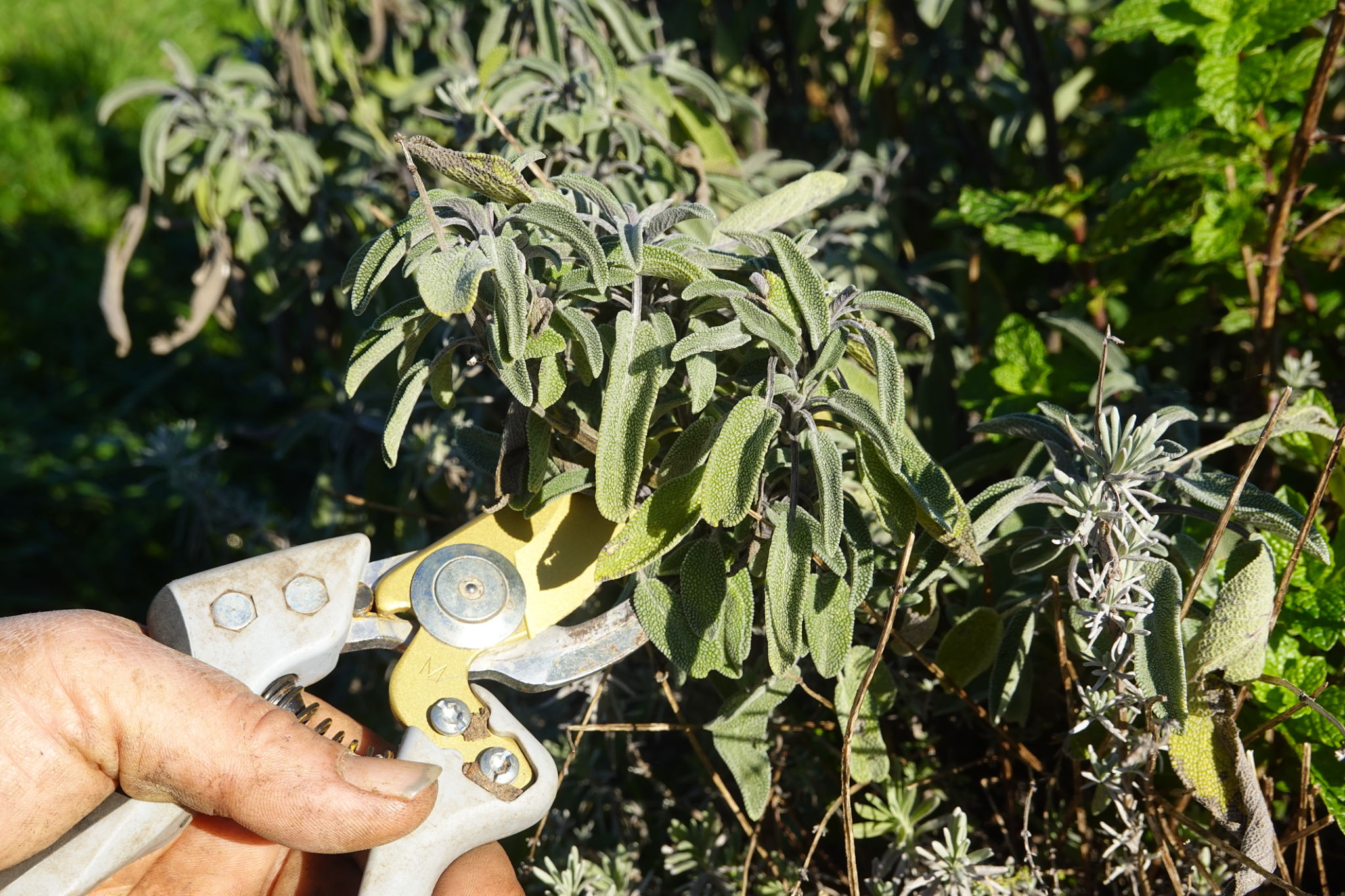 pruning garden