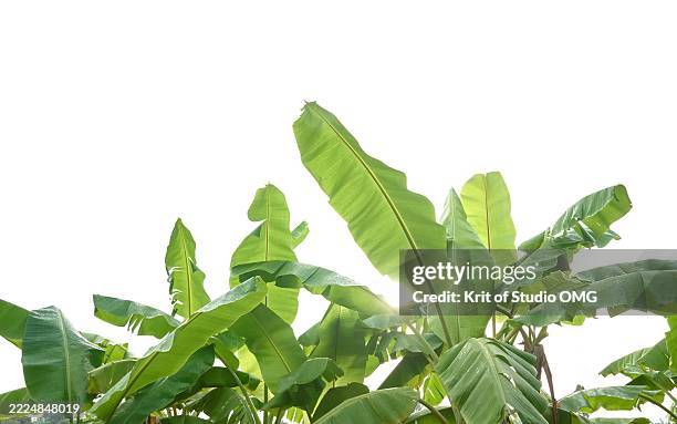 silhouetted banana leaves in tropical garden - bananenblad stockfoto's en -beelden