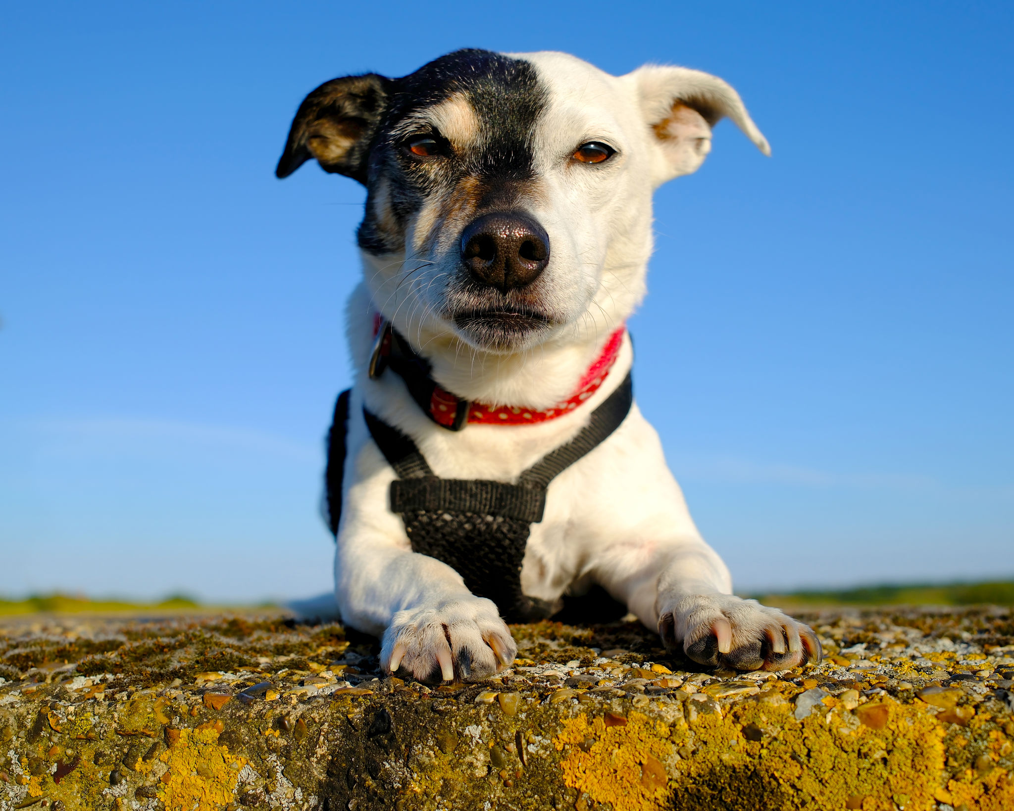 dog daycare tour