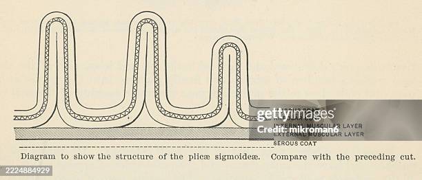 Valvulae 32 Gastric Mucous Membrane Stock Photos, High-Res Pictures, and Images ...