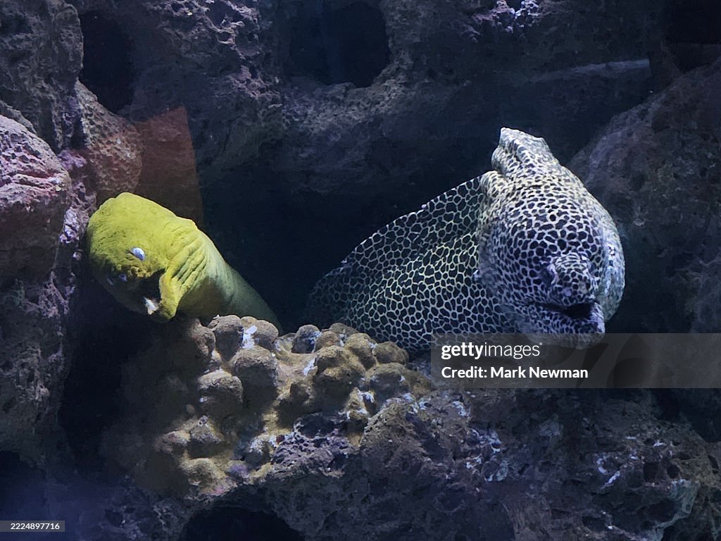 Honeycomb moray eel
