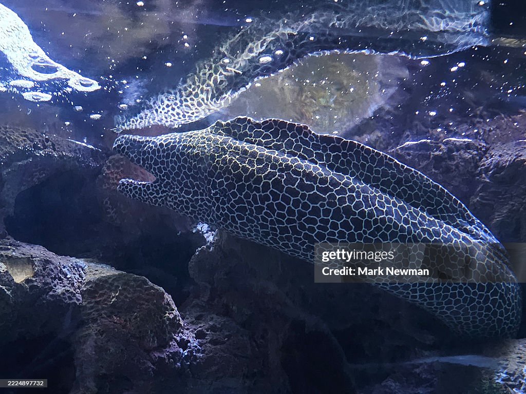 Honeycomb moray eel