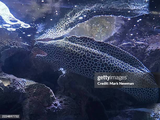 honeycomb moray eel - honeycomb moray eel stock pictures, royalty-free photos & images