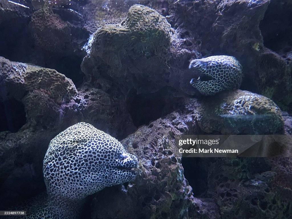 Honeycomb moray eel