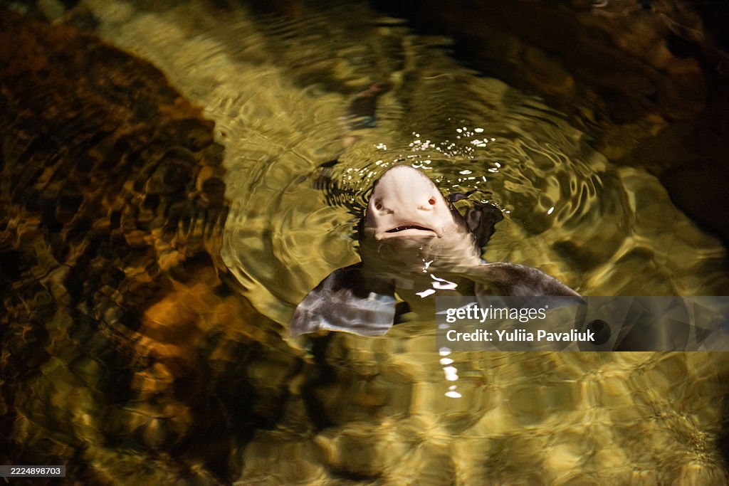 Epaulette shark swimming in shallow water