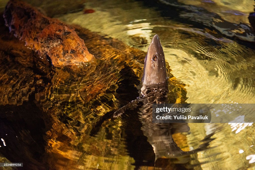Epaulette shark swimming near the surface in a fish tank