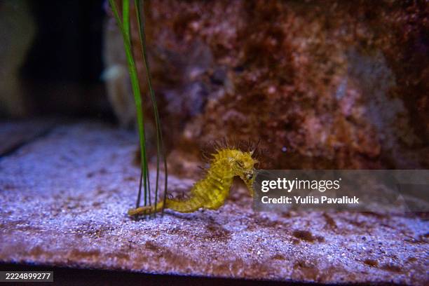 yellow seahorse swimming near green seagrass in aquarium - yellow seahorse stock pictures, royalty-free photos & images