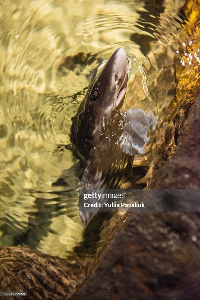 Epaulette shark swimming in aquarium near a rock