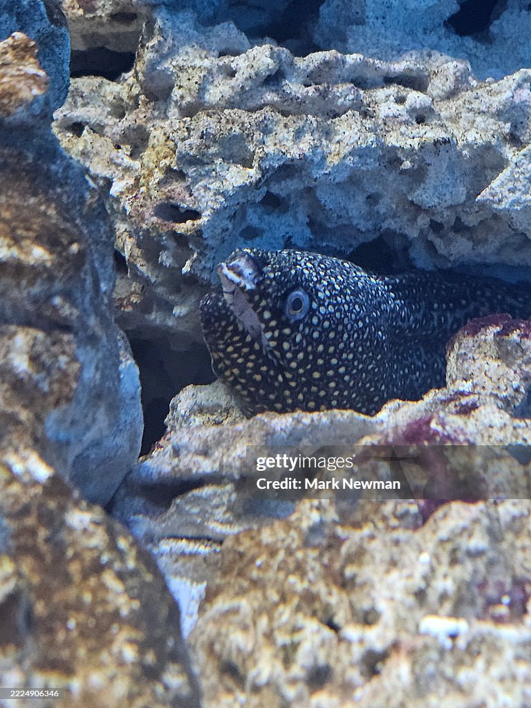 Jewel moray eel