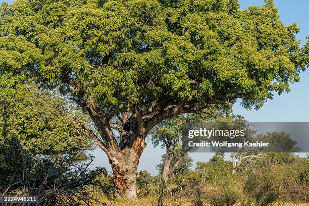Morula Trees 24 Marula Fruit Stock Photos, High-Res Pictures, and Images - Getty Images