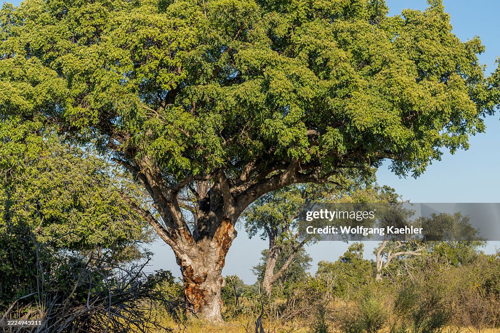 Marula Tree Inside A marula tree , a medium-sized, deciduous tree native to Africa ...