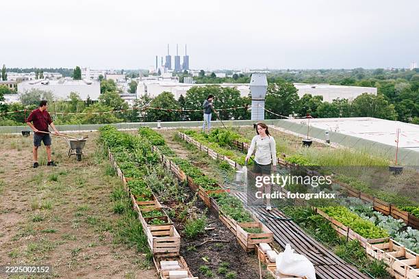 summer: young adults watering plants on a rooftop community garden - rooftop deck stock pictures, royalty-free photos & images