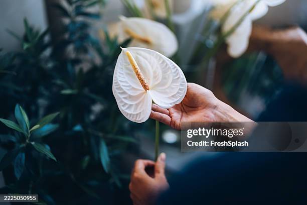 gros plan de mains tenant une délicate fleur d’anthurium blanc - anthurium photos et images de collection