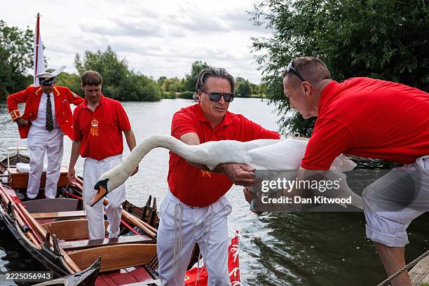 Mute swan is brought ashore to be ringed, measured and weighed during the annual swan census on the River Thames on July 14, 2025 in London, England....