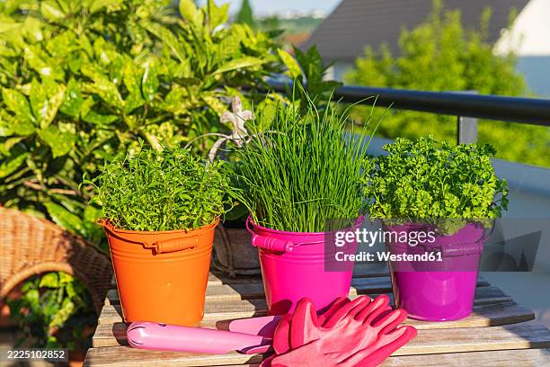 various herbs in colorful pots on a balcony garden table with gardening tools - perejil fotografías e imágenes de stock
