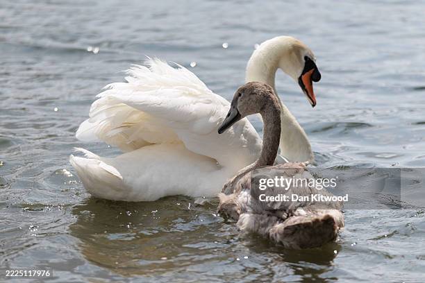 Mute swans during the annual swan census on the River Thames on July 14, 2025 in London, England. During the annual census of mute swans along the...