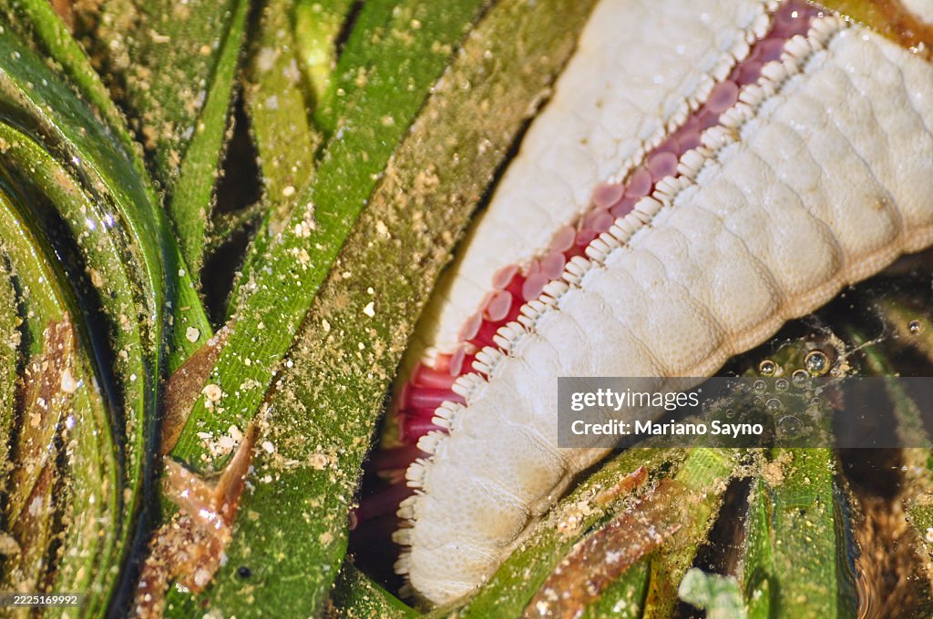 An upside-down Red-knobbed starfish.