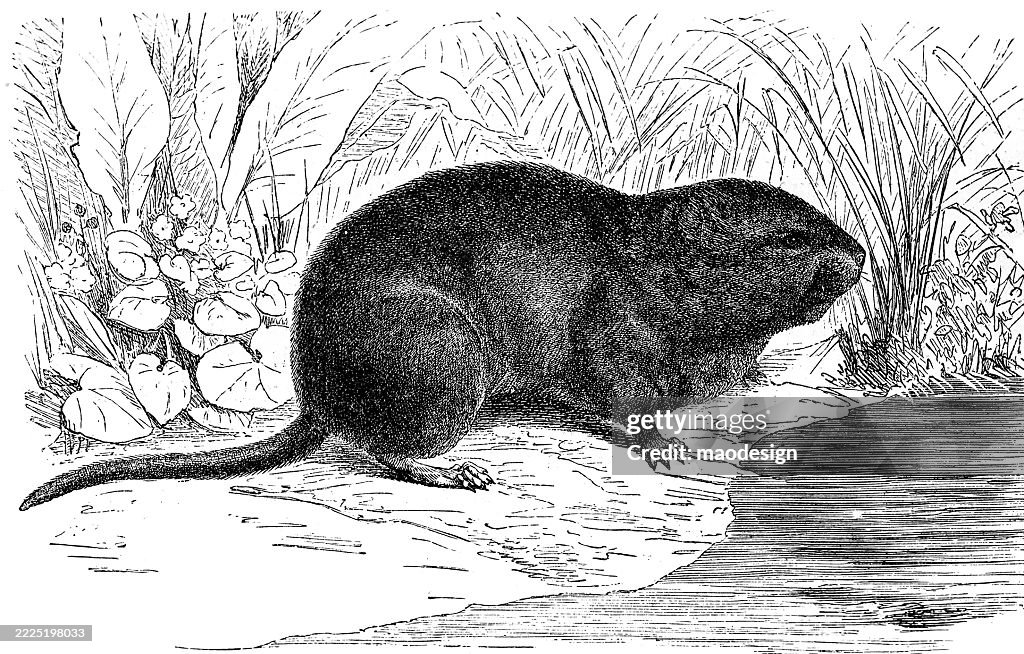 European water vole – Arvicola amphibius