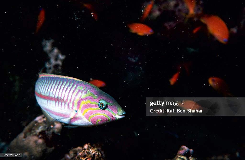 Klunzinger's wrasse