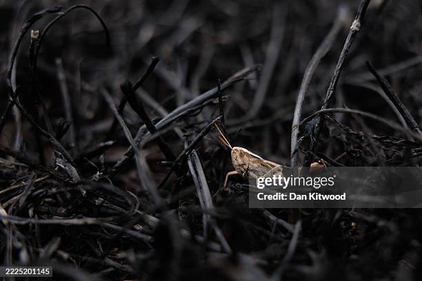 Grasshopper sits in burnt grass scorched by fires on July 15, 2025 in Dagenham, England. Homes were evacuated last night as a wildfire destroyed...