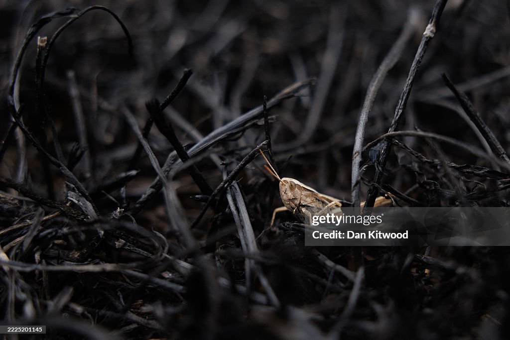 Dagenham Wildfire Leaves Park Land Scorched