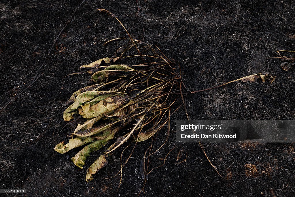 Dagenham Wildfire Leaves Park Land Scorched