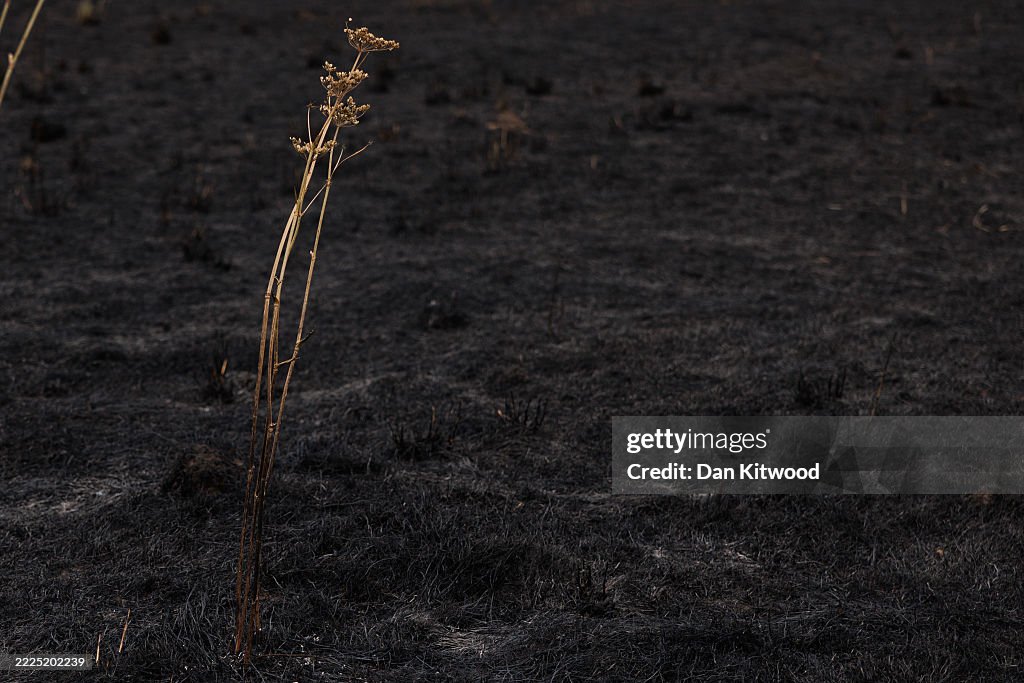 Dagenham Wildfire Leaves Park Land Scorched