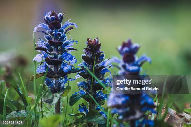 pyramidal bugle in bloom (ajuga pyramidalis) - ajuga stock pictures, royalty-free photos & images