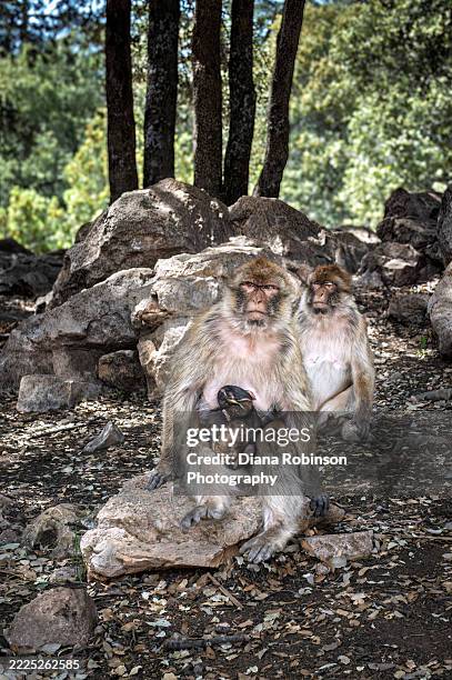 a barbary macaque mother cradling her infant with another adult macaque in the background near midelt, morocco - midelt photos et images de collection