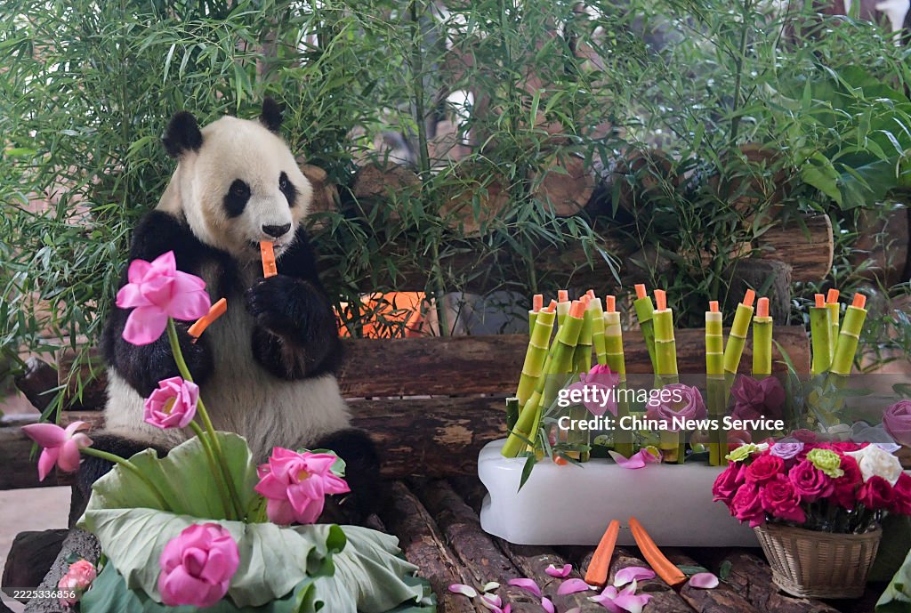 Giant Panda Hua Ao Celebrates 18th Birthday At Jinan Zoo