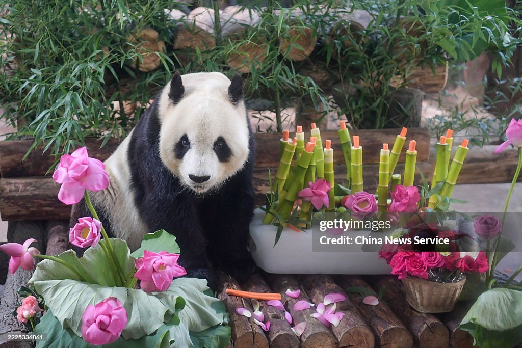 Giant Panda Hua Ao Celebrates 18th Birthday At Jinan Zoo