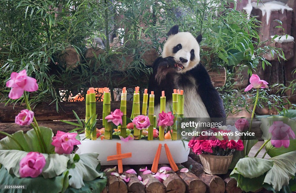 Giant Panda Hua Ao Celebrates 18th Birthday At Jinan Zoo