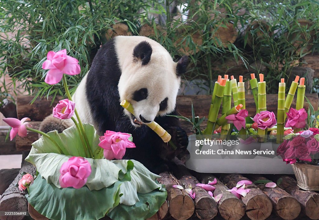 Giant Panda Hua Ao Celebrates 18th Birthday At Jinan Zoo
