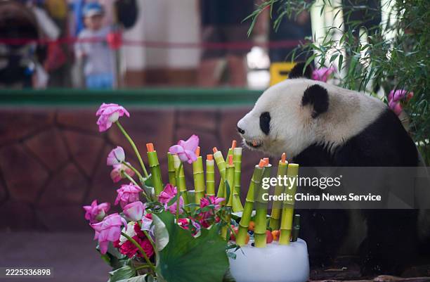 Giant panda Hua Ao enjoys a special ice cake made of bamboo shoots to celebrate its 18th birthday at Jinan Zoo on July 16, 2025 in Jinan, Shandong...