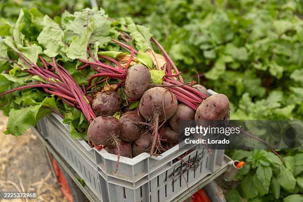 centrarse en la remolacha cultivada en un invernadero holandés orgánico - remolacha fotografías e imágenes de stock