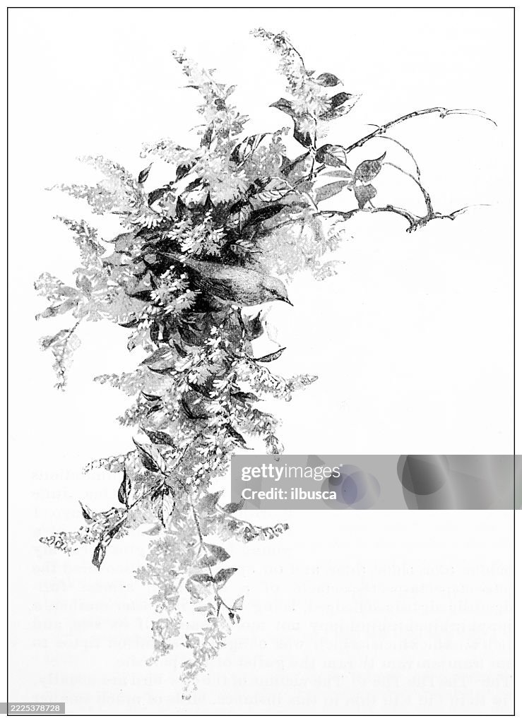 Bird, Yellow Warbler