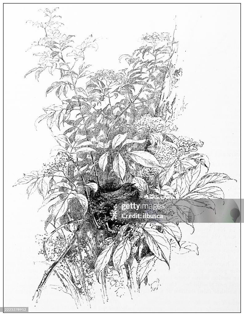 Nest of Yellow Warbler