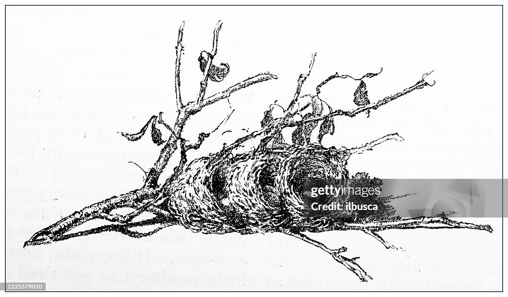 Nest of Yellow Warbler