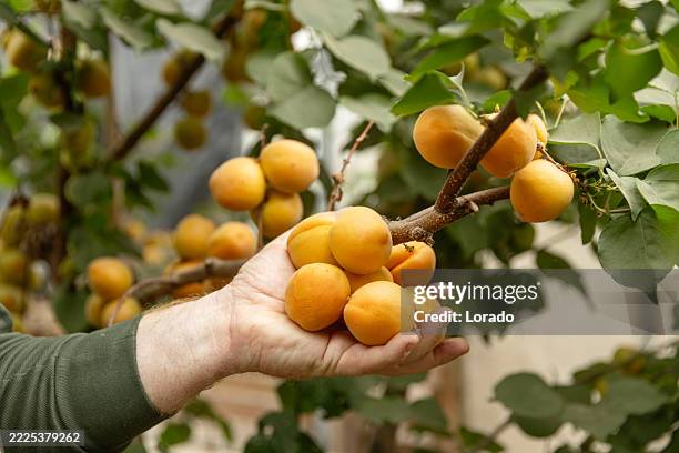 focus on apricots in an organic dutch greenhouse - organic farm stock pictures, royalty-free photos & images
