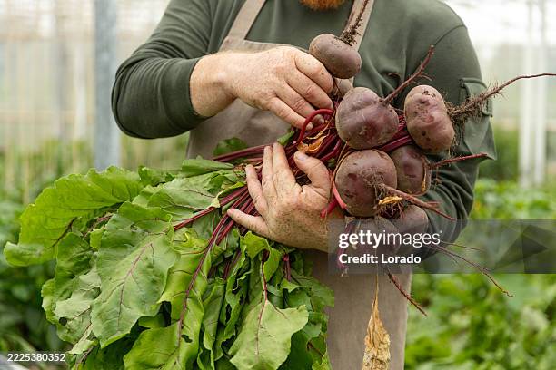 focus on beetroot in an organic dutch greenhouse - beetroot stock pictures, royalty-free photos & images