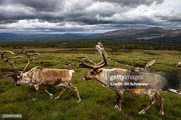 reindeer herd - famille du cerf photos et images de collection